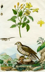 Jasmijn en Kortteenarend