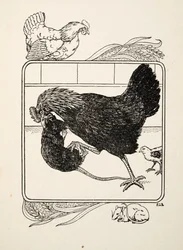 De Heldhaftigheid van een Hen, uit Honderd Anekdotes van Dieren, uitgegeven 1924