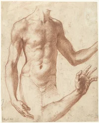 Studie van de torso van een jongeman