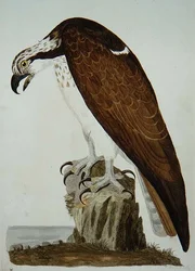 De Kale Buizerd, plaat uit 