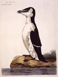 De alk (Alca torda) of zwartsnavelalk, plaat uit 