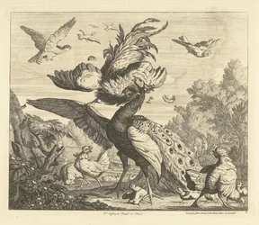 Haan valt een pauw aan - Verschillende vogels (serietitel)
