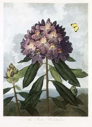 De Pontische Rhododendron, gegraveerd door Caldwell, uit 