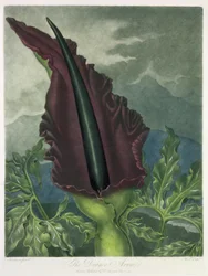 De Draken Arum, gegraveerd door Ward, uit 