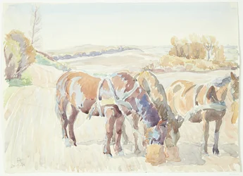 Paarden in het veld