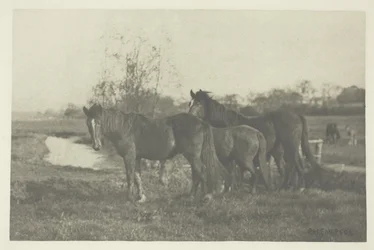 Veulens in een moeras in Norfolk