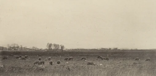 Moerassen bij de Noordzee