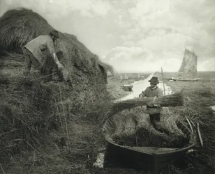 Riet snijden, ca. 1885