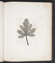 Afdruk van blad