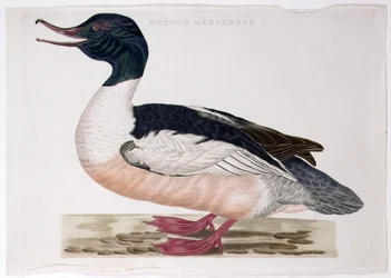 Grote Zaagbek