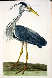 De Reiger (Ardea cinerea) plaat uit 