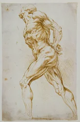 Anatomische studie: een naakte figuur die naar rechts schrijdt, met de handen op de rug