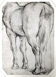 Achterkant van een paard