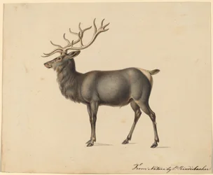 Europese eland