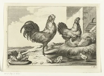 Kip, hanen en kuikens