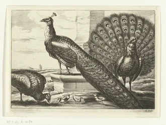 Pauwen - Verschillende vogels (serietitel)