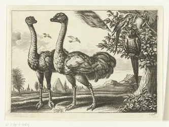Twee struisvogels
