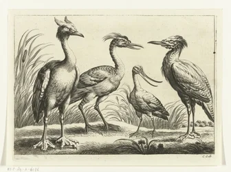 Vier waadvogels