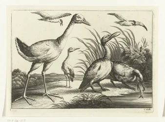 Watervogels