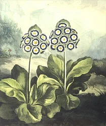 Primula: Primula auricula, gegraveerd door Sutherland, uit Robert Thornton