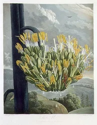 De Aloë, gegraveerd door Medland, uit 