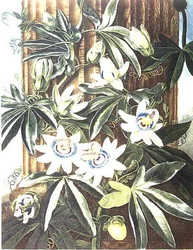 De blauwe passiebloem, gegraveerd door Caldwell, uit 