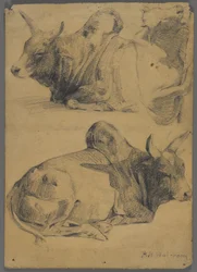 Brahman stieren