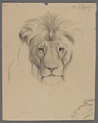 Kop van een leeuw