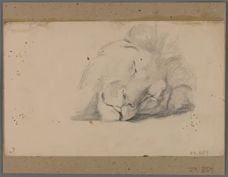 Hoofd van een slapende leeuw