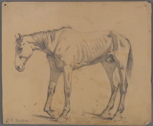 Paard