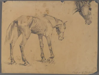 Paard en paardenhoofd