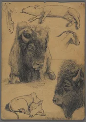 Studies van bizon, kalf en geit