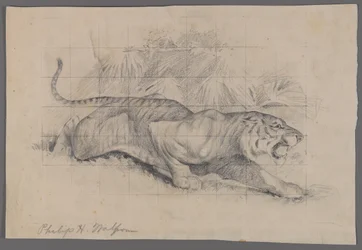 Tijger in landschap