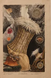 Plate II, studie voor 