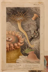 Plate V, studie voor 