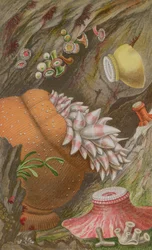 De Crimson Imperial, de Yellow Imperial en de Globehorn, plaat IX uit Actinologia Britannica: Een geschiedenis van de Britse zeeanemonen en koralen, 1860