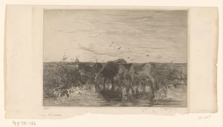 Koeien bij water in een weiland