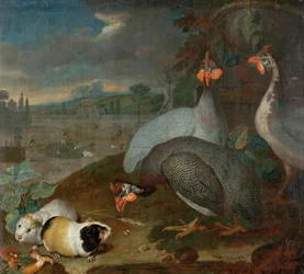 Parelhoenders met cavia