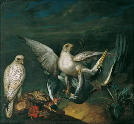 Witte jachtvalken met een reiger