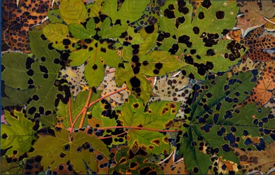 Acer pseudoplatanus: gewone esdoorn aangetast door de zwarte schimmel Rhytisma acerinum, 1907-09