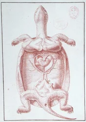 Een schildpad