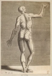 Studie van een menselijke figuur met blootliggende pezen en spieren, gezien van achteren