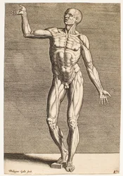 Studie van een menselijke figuur met blootliggende pezen en spieren, van voren gezien