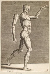 Studie van een menselijke figuur met blootgelegde pezen en spieren, naar rechts gewend
