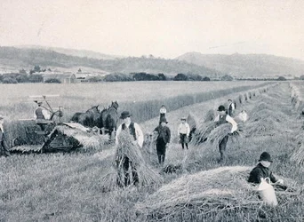 Tarwe oogsten, Tasmanië, ca. 1900, uit 