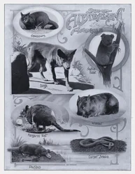 Enkele Australische dieren