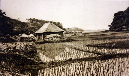 Rijstvelden in Japan