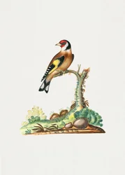 Europese distelvink