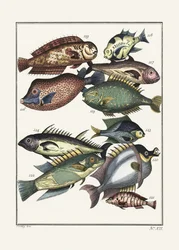Exotische vissen (1767) door J. V. Schley