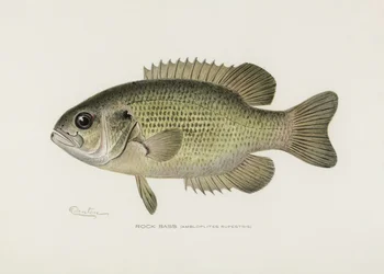 Rotsbaars (Amploplites rupestris) Door Sherman F. Denton (1856–1937)